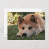 秋田犬の犬の深いの考え ポストカード (正面/裏面)