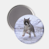 秋田犬の磁石 マグネット (正面/裏面)