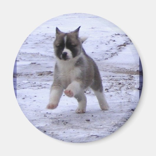 秋田犬の磁石 マグネット (正面)