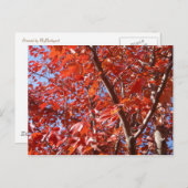 秋祝はがき ポストカード (正面/裏面)
