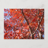 秋祝はがき ポストカード (正面)