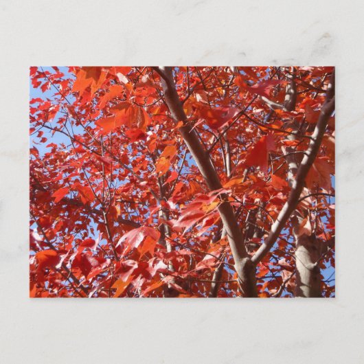 秋祝はがき ポストカード (正面)