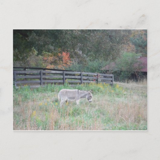 秋秋のフィールドのロバ。 ポストカード (正面)