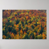 秋素晴らし林 ポスター (正面)