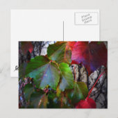 秋色 ポストカード (正面/裏面)