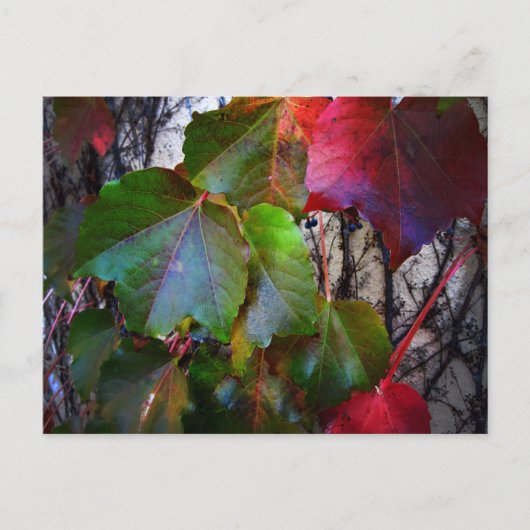 秋色 ポストカード (正面)