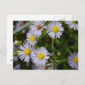 秋花 ポストカード (正面/裏面)