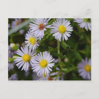 秋花 ポストカード