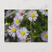 秋花 ポストカード (正面)