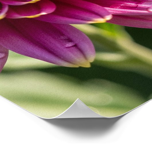 秋菊 ポスター (角)