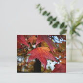 秋葉の変化 ポストカード (スタンド正面)