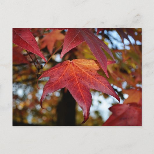 秋葉の変化 ポストカード (正面)