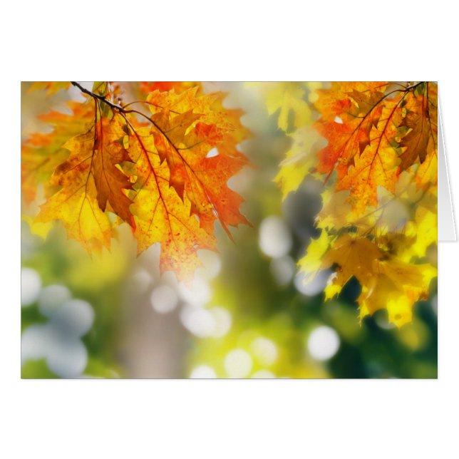 秋葉の森の枝の上の (正面横)