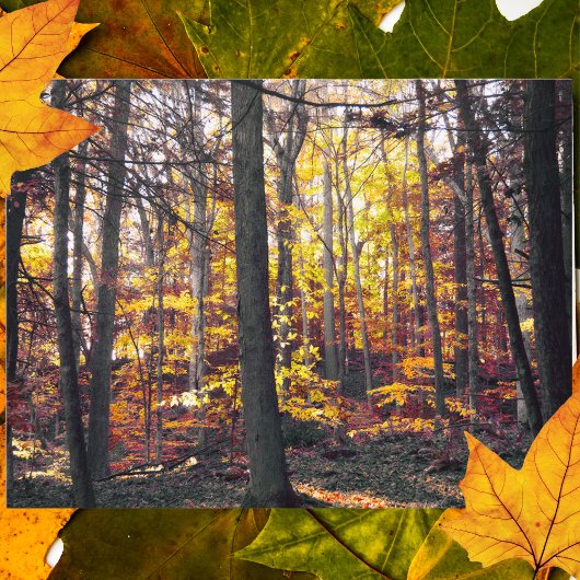 秋葉書カラフル白黒葉書 ポストカード