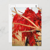 秋葉赤/秋 ポストカード (正面/裏面)