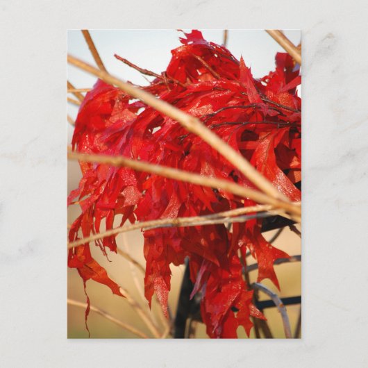 秋葉赤/秋 ポストカード (正面)