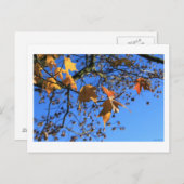 秋葉,，カエデ，青空， BC，カナダ，2010 ポストカード (正面/裏面)