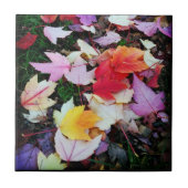 秋葉 タイル (正面)