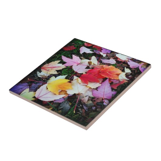 秋葉 タイル (側面)