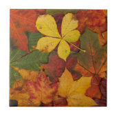 秋葉 タイル (正面)