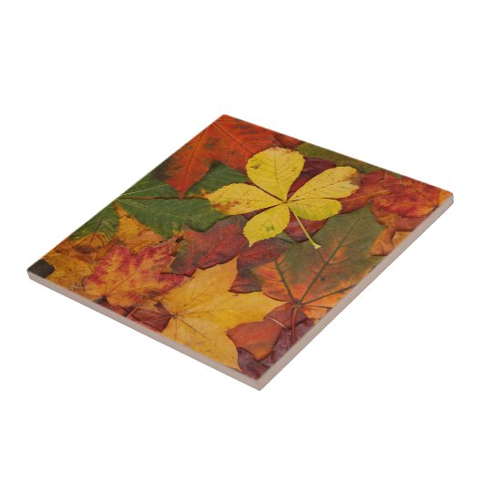 秋葉 タイル (側面)