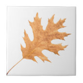 秋葉 タイル (正面)