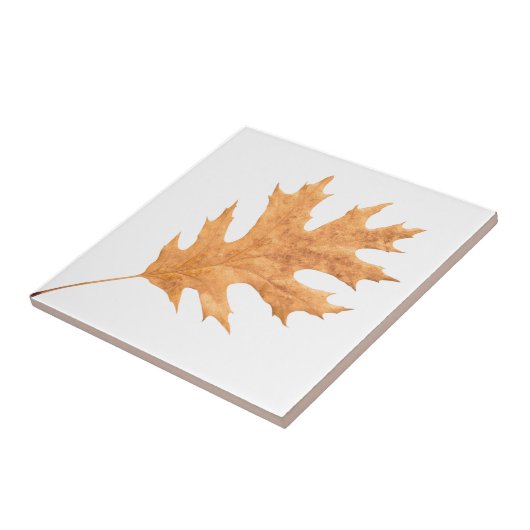 秋葉 タイル (側面)