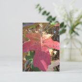 秋葉 ポストカード (スタンド正面)