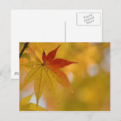 秋葉 ポストカード (正面/裏面)