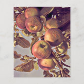 秋赤りんご実と離れ水色 (裏面)