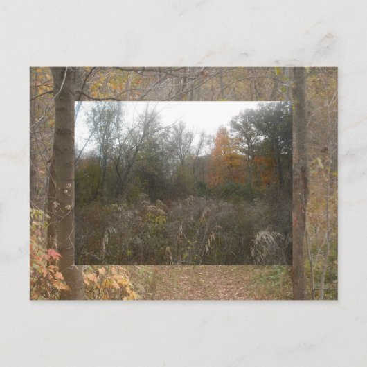 秋野生生物 ポストカード (正面)