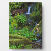 秋雨林 |オリンピック国立公園 フォトプラーク (正面)