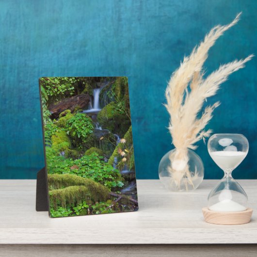 秋雨林 |オリンピック国立公園 フォトプラーク (側面)