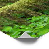 秋雨林 |オリンピック国立公園 ポスター (角)