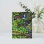 秋雨林 |オリンピック国立公園 ポストカード (スタンド正面)