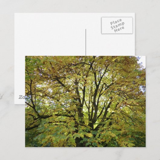 秋馬栗 ポストカード (正面/裏面)