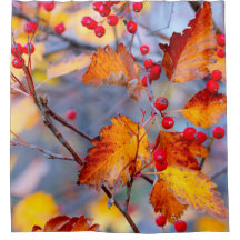 秋魅力的のサンザシの実