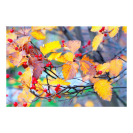 秋魅力的のサンザシの実 フォトプリント           