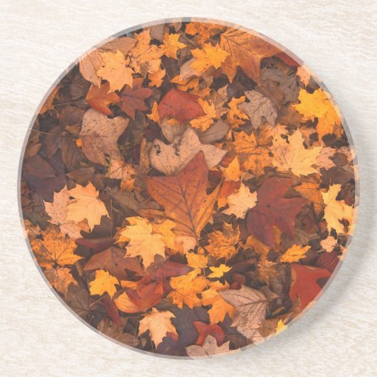 秋 コースター (正面)