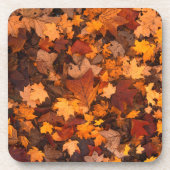 秋 コースター (正面)