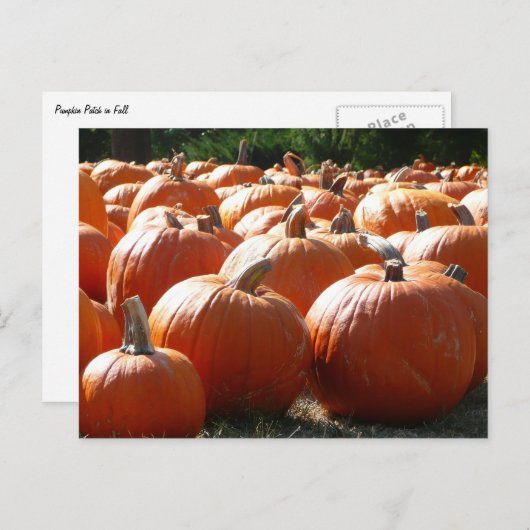秋、ハロウィーン、感謝祭のカボチャの写真 ポストカード (正面/裏面)