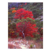 秋 フォトプリント            (正面)