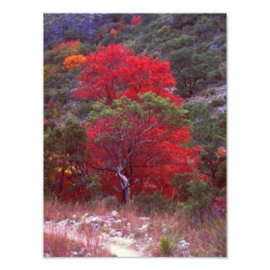 秋 フォトプリント            (正面)