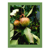 秋 フォトプリント            (正面)