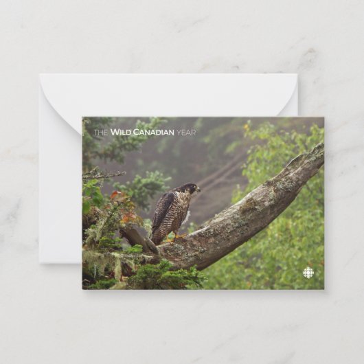 秋 – ペレグリン《鳥》ハヤブサ ノートカード (正面)