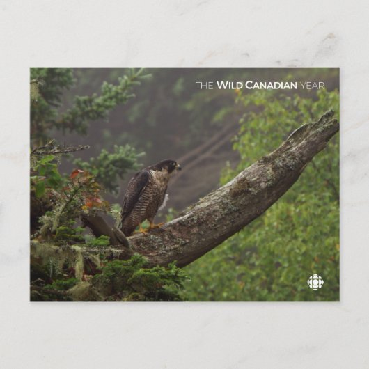 秋 – ペレグリン《鳥》ハヤブサ ポストカード (正面)