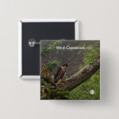 秋-ペレグリン《鳥》ハヤブサ 缶バッジ (正面&裏面)