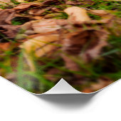 秋 ポスター (コーナー)