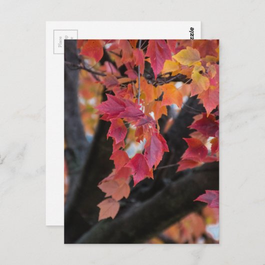 秋 ポストカード (正面/裏面)
