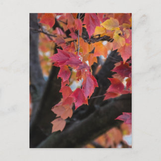 秋 ポストカード